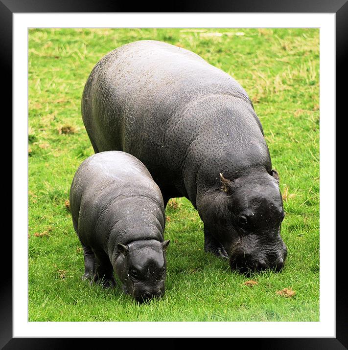 Pygmy Hippopotamus 10 Framed Mounted Print by Ruth Hallam