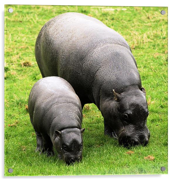 Pygmy Hippopotamus 10 Acrylic by Ruth Hallam