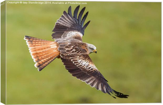 Red Kite Low Fly Canvas Print by Izzy Standbridge