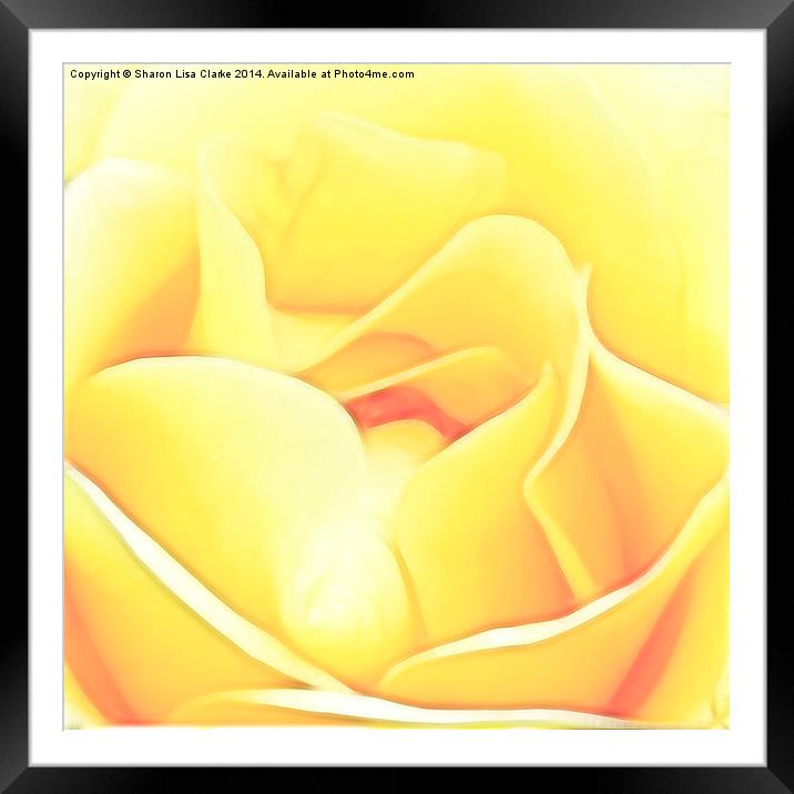 Soft Yellow Rose Framed Mounted Print by Sharon Lisa Clarke