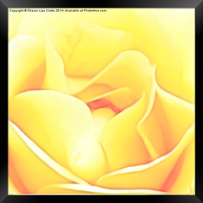 Soft Yellow Rose Framed Print by Sharon Lisa Clarke