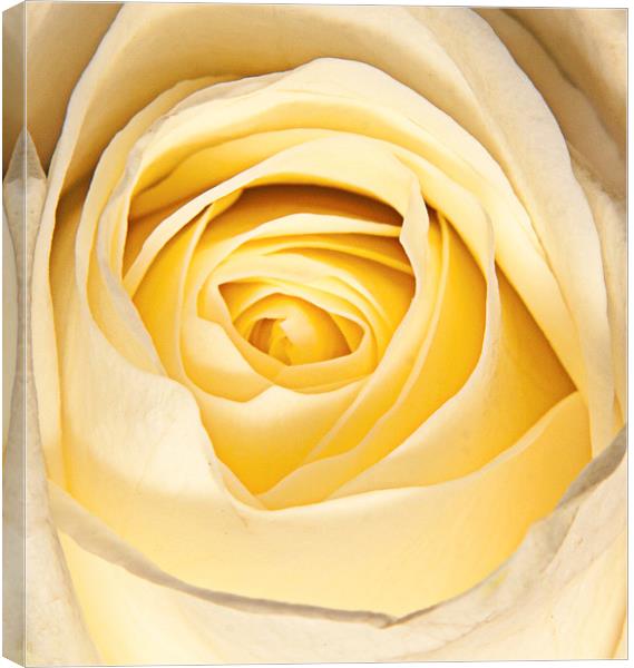 Delicate white rose petals Canvas Print by Dave Frost