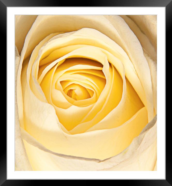 Delicate white rose petals Framed Mounted Print by Dave Frost