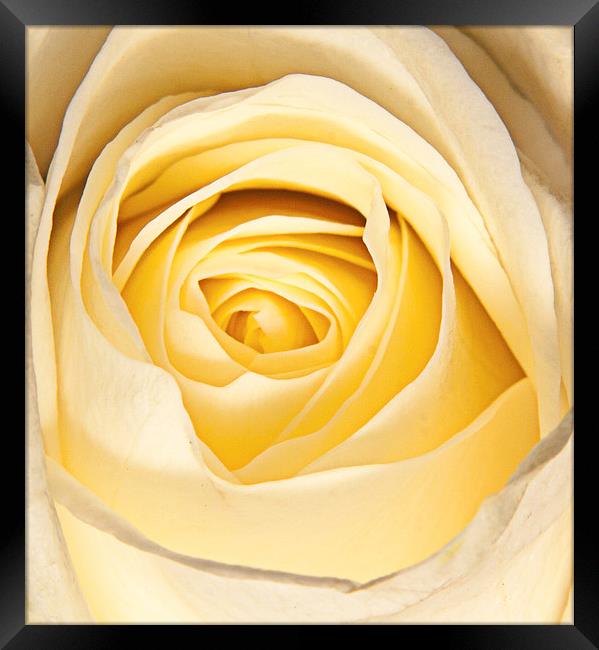 Delicate white rose petals Framed Print by Dave Frost