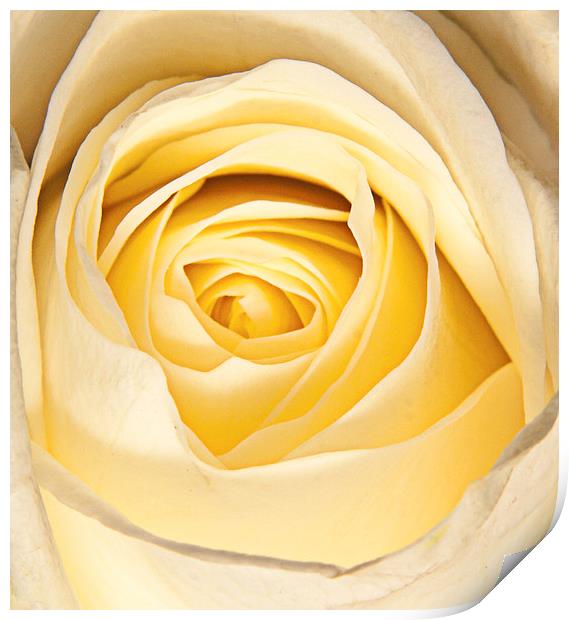 Delicate white rose petals Print by Dave Frost