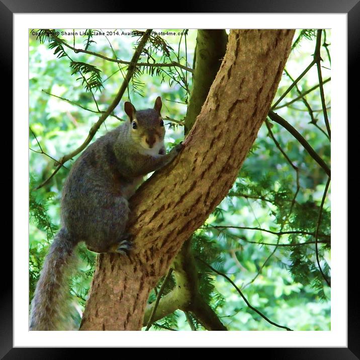 Squirrel Framed Mounted Print by Sharon Lisa Clarke