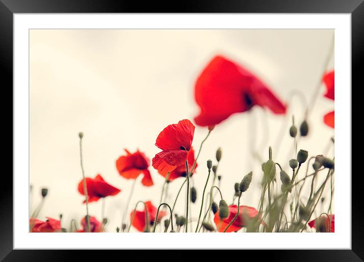 poppies Framed Mounted Print by kev bates