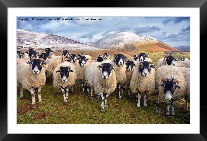 The Inquisitive Sheep Framed Mounted Print by Jason Connolly