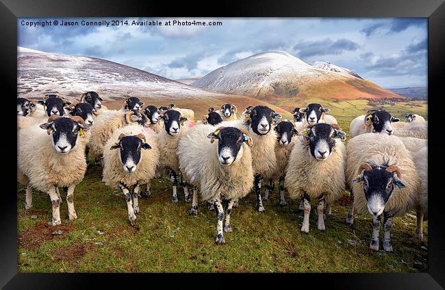 The Inquisitive Sheep Framed Print by Jason Connolly