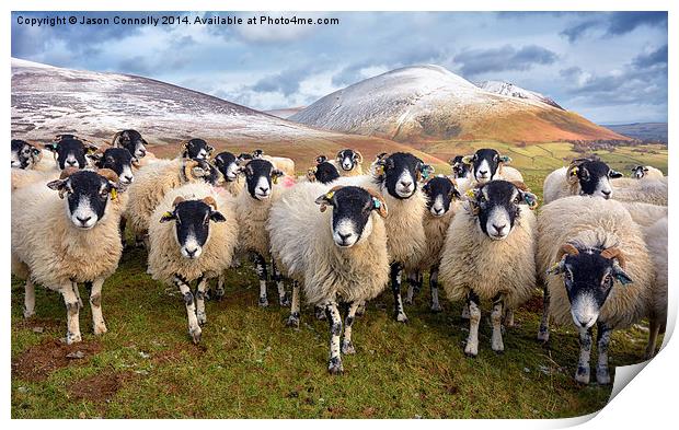 The Inquisitive Sheep Print by Jason Connolly