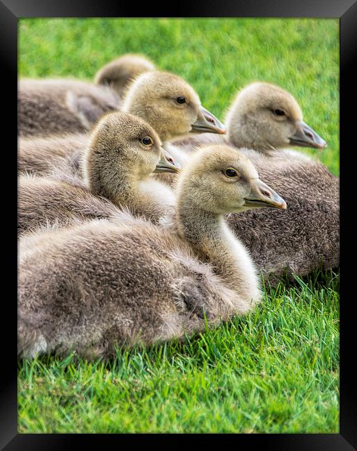 Baby Geese Framed Print by Susan Sanger