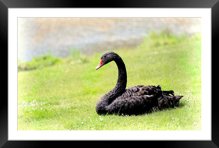 Black Swan Framed Mounted Print by Susan Sanger