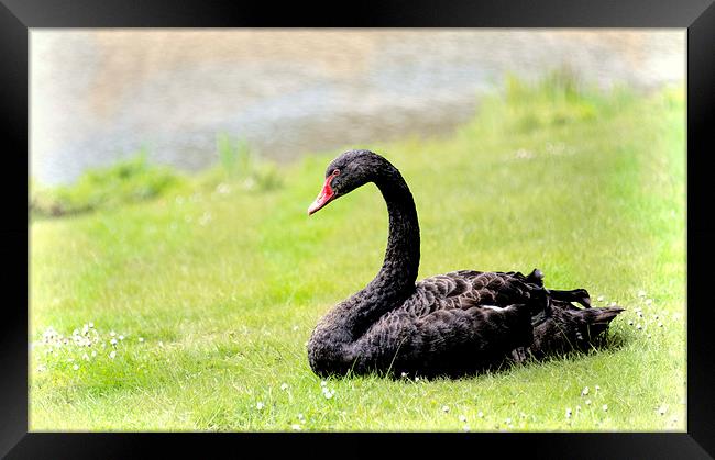 Black Swan Framed Print by Susan Sanger