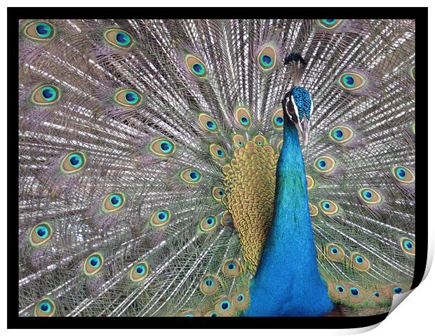 Dancing peacock Print by Susmita Mishra
