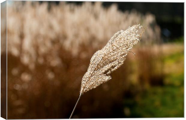 Reed Stem Canvas Print by Adam Withers