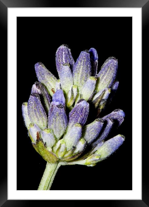Lavender Stem on Black Framed Mounted Print by Adam Withers