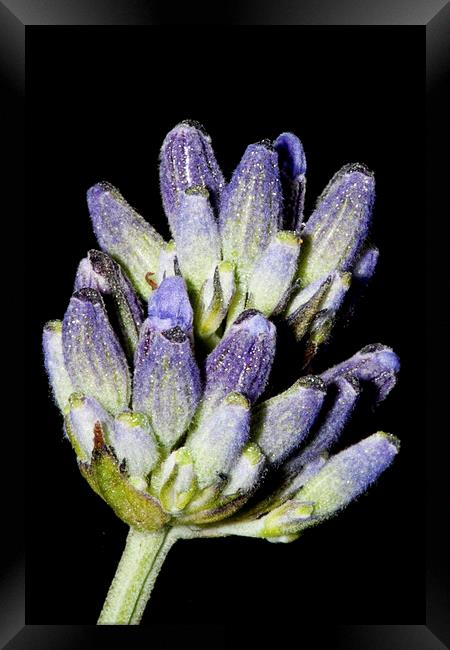 Lavender Stem on Black Framed Print by Adam Withers