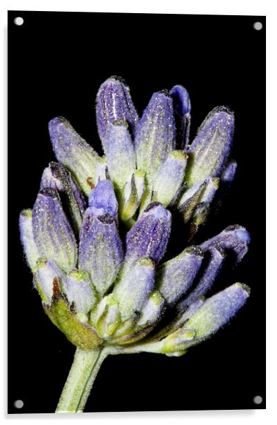 Lavender Stem on Black Acrylic by Adam Withers