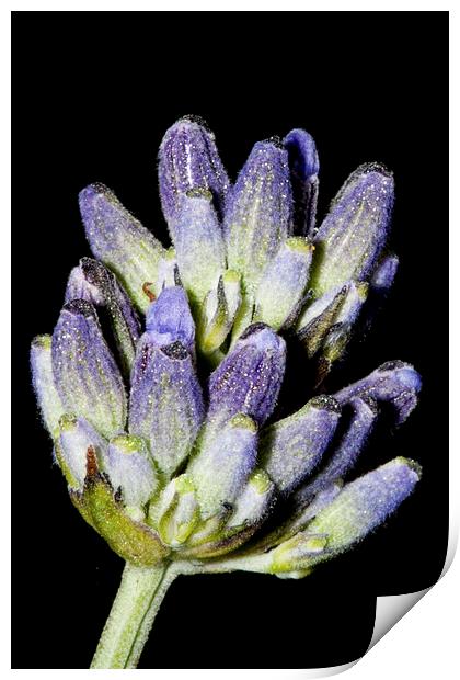 Lavender Stem on Black Print by Adam Withers