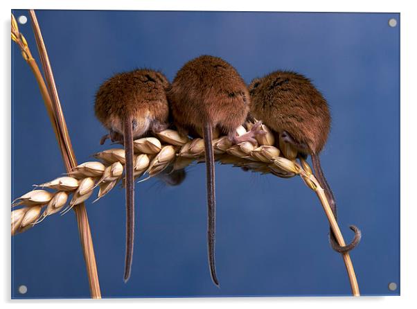 3 Blind Mice Acrylic by Bernie Condon