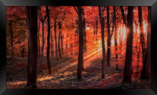Autumn Woodland Sunlight Framed Print by Ceri Jones