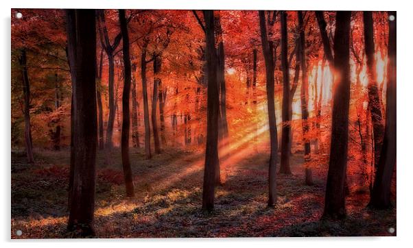 Autumn Woodland Sunlight Acrylic by Ceri Jones