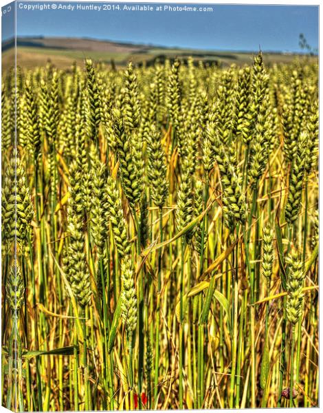 Wheat Stalks Canvas Print by Andy Huntley