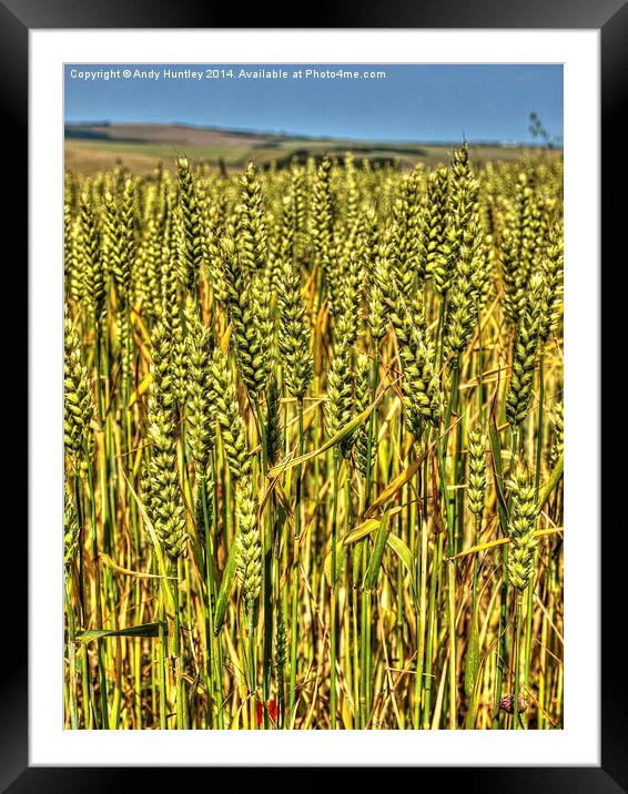 Wheat Stalks Framed Mounted Print by Andy Huntley
