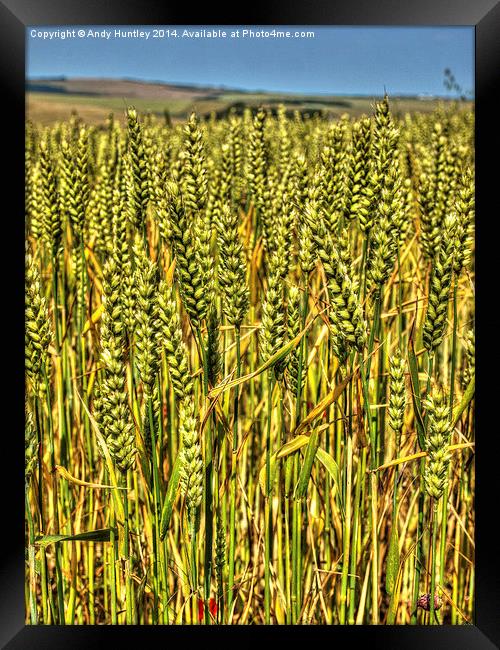 Wheat Stalks Framed Print by Andy Huntley