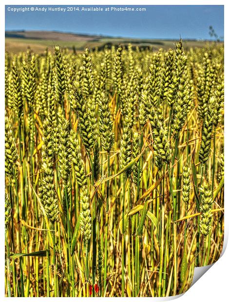 Wheat Stalks Print by Andy Huntley