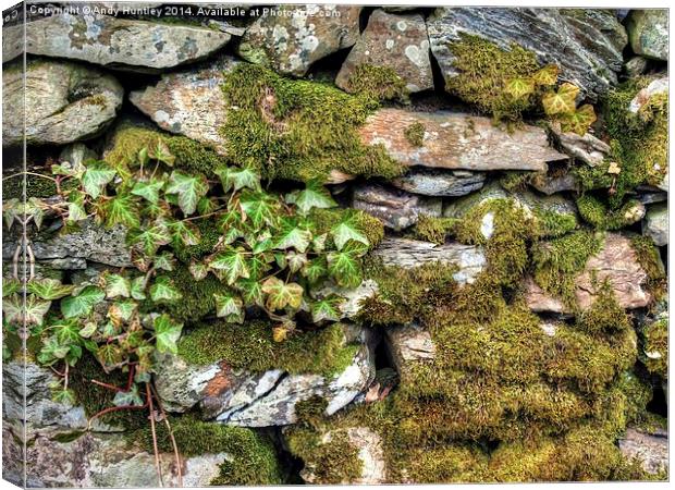 Moss and Ivy Canvas Print by Andy Huntley