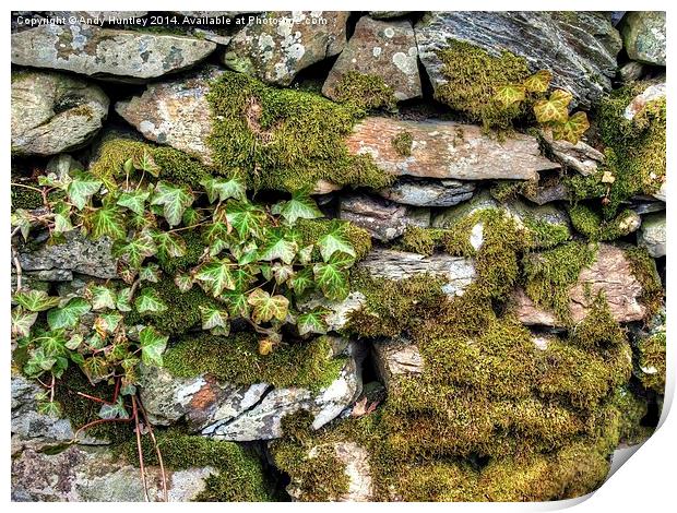 Moss and Ivy Print by Andy Huntley