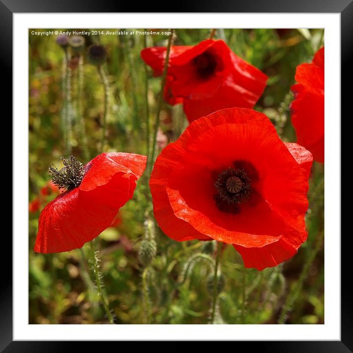 Poppies Framed Mounted Print by Andy Huntley