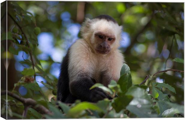 White-faced Capuchin Monkey Nicaragua Canvas Print by Kylie Ellway