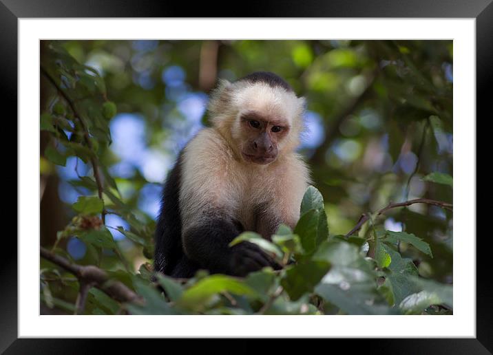White-faced Capuchin Monkey Nicaragua Framed Mounted Print by Kylie Ellway