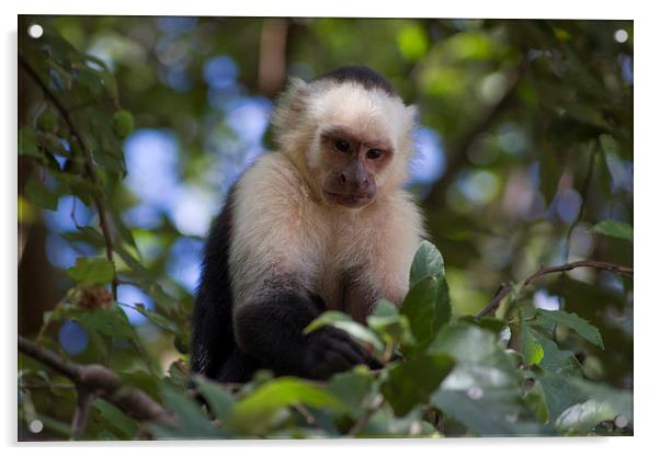 White-faced Capuchin Monkey Nicaragua Acrylic by Kylie Ellway