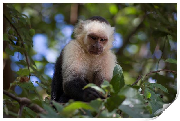 White-faced Capuchin Monkey Nicaragua Print by Kylie Ellway
