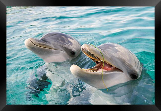 Two Happy Bottle Nosed Dolphins Framed Print by Kylie Ellway