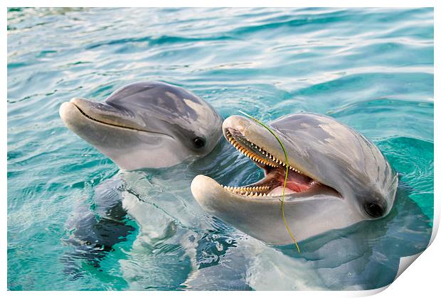 Two Happy Bottle Nosed Dolphins Print by Kylie Ellway