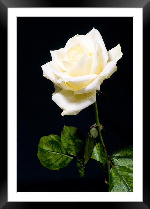 white rose Framed Mounted Print by Eddie Howland