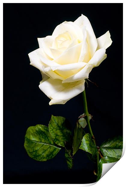 white rose Print by Eddie Howland
