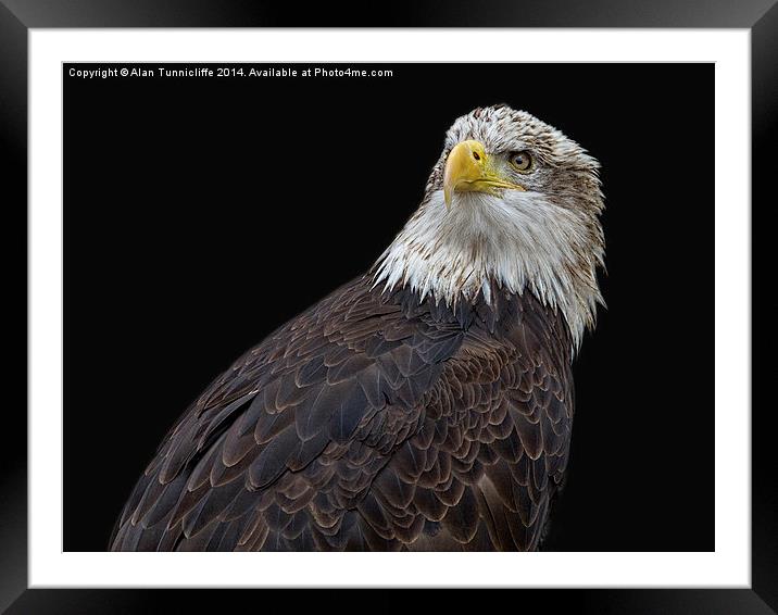 Majestic American bald eagle Framed Mounted Print by Alan Tunnicliffe