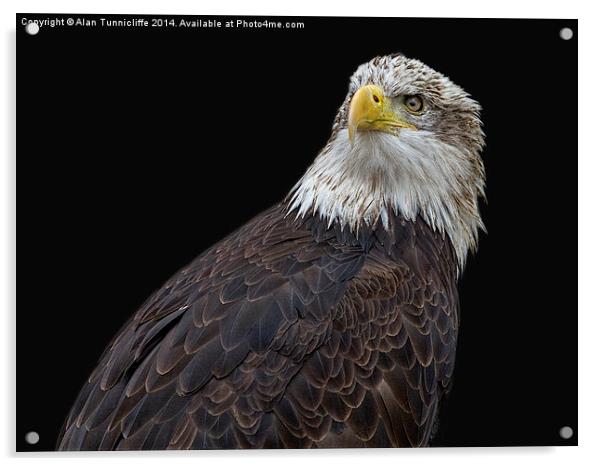 Majestic American bald eagle Acrylic by Alan Tunnicliffe