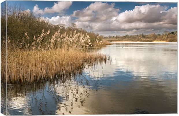 Reeds on South Walsham Broad Canvas Print by Stephen Mole