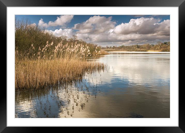 Reeds on South Walsham Broad Framed Mounted Print by Stephen Mole