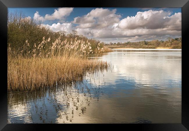 Reeds on South Walsham Broad Framed Print by Stephen Mole