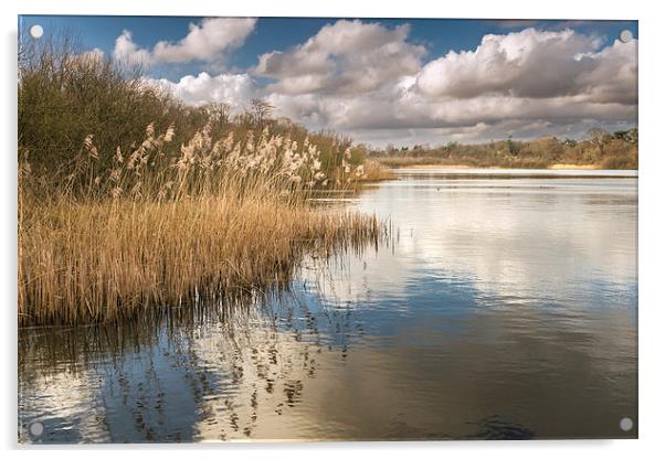 Reeds on South Walsham Broad Acrylic by Stephen Mole