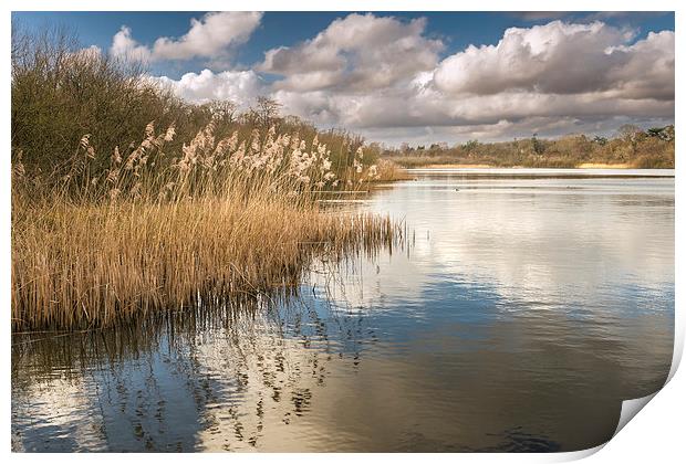 Reeds on South Walsham Broad Print by Stephen Mole
