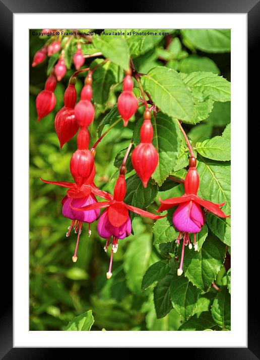 Beautiful Fuchsia flower heads Framed Mounted Print by Frank Irwin