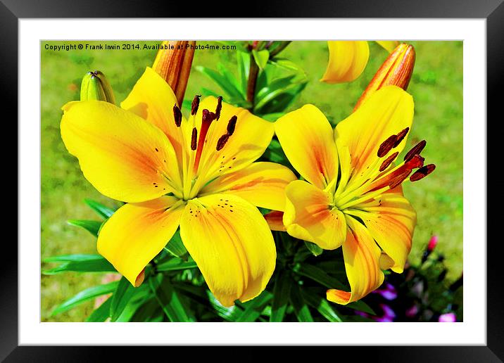 Beautiful Yellow Lillies Framed Mounted Print by Frank Irwin